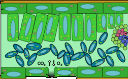 Leaf cross section